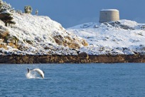 Dolphin at Killiney Bay